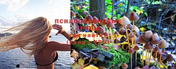 дживик Новозыбков