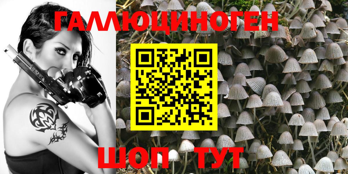 Псилоцибиновые грибы Psilocybe Кольчугино